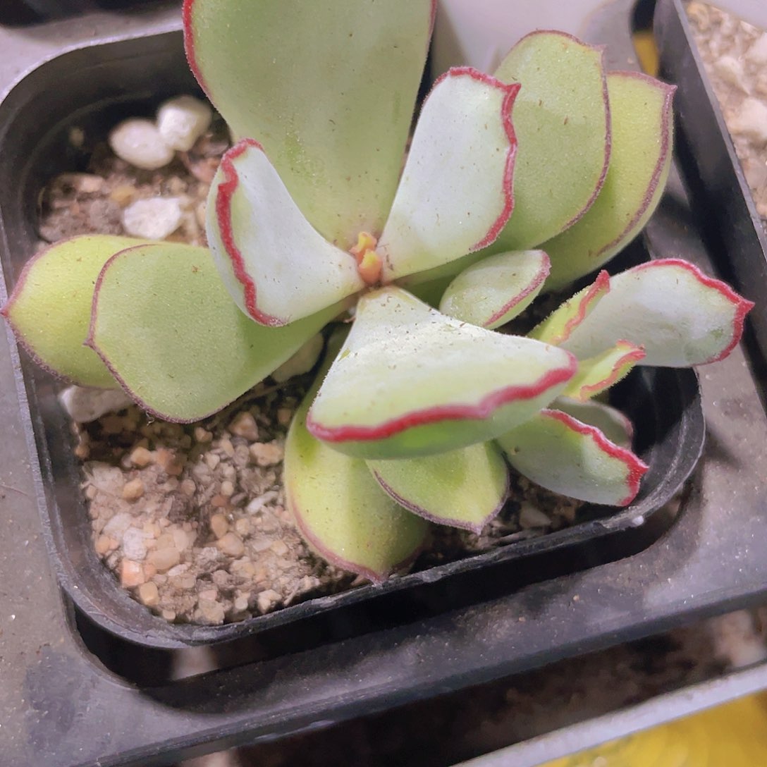 巧克力线w074一物一拍多肉