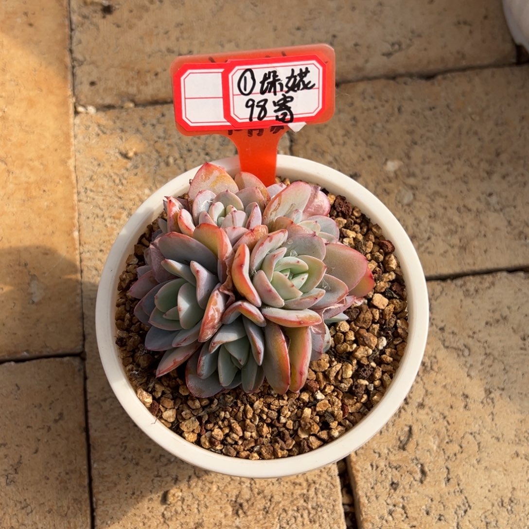 ①***児大花寄养。          