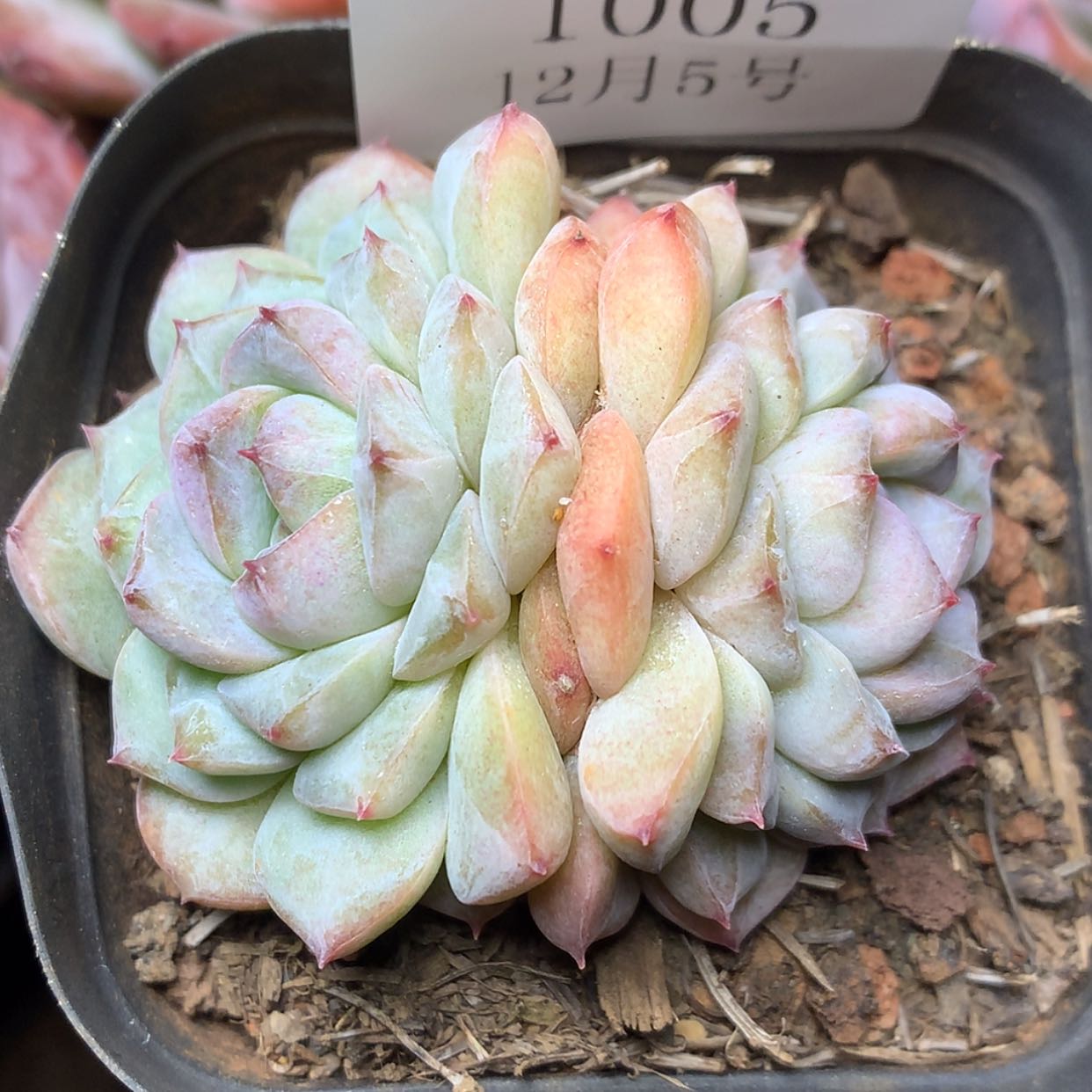 【闪购商品】云中1005筹码