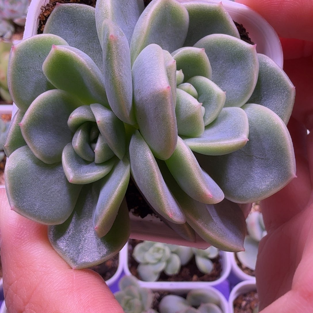 碧琉璃叶插苗一物一拍