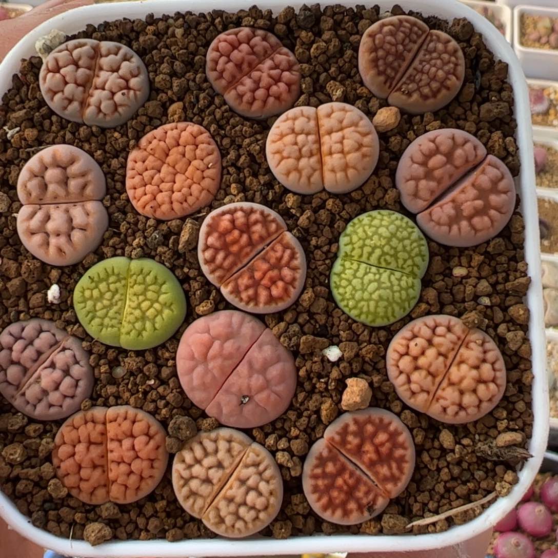 02025多肉植物百科