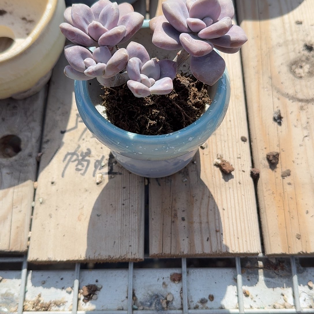几***許桃爽带盆多肉植物
