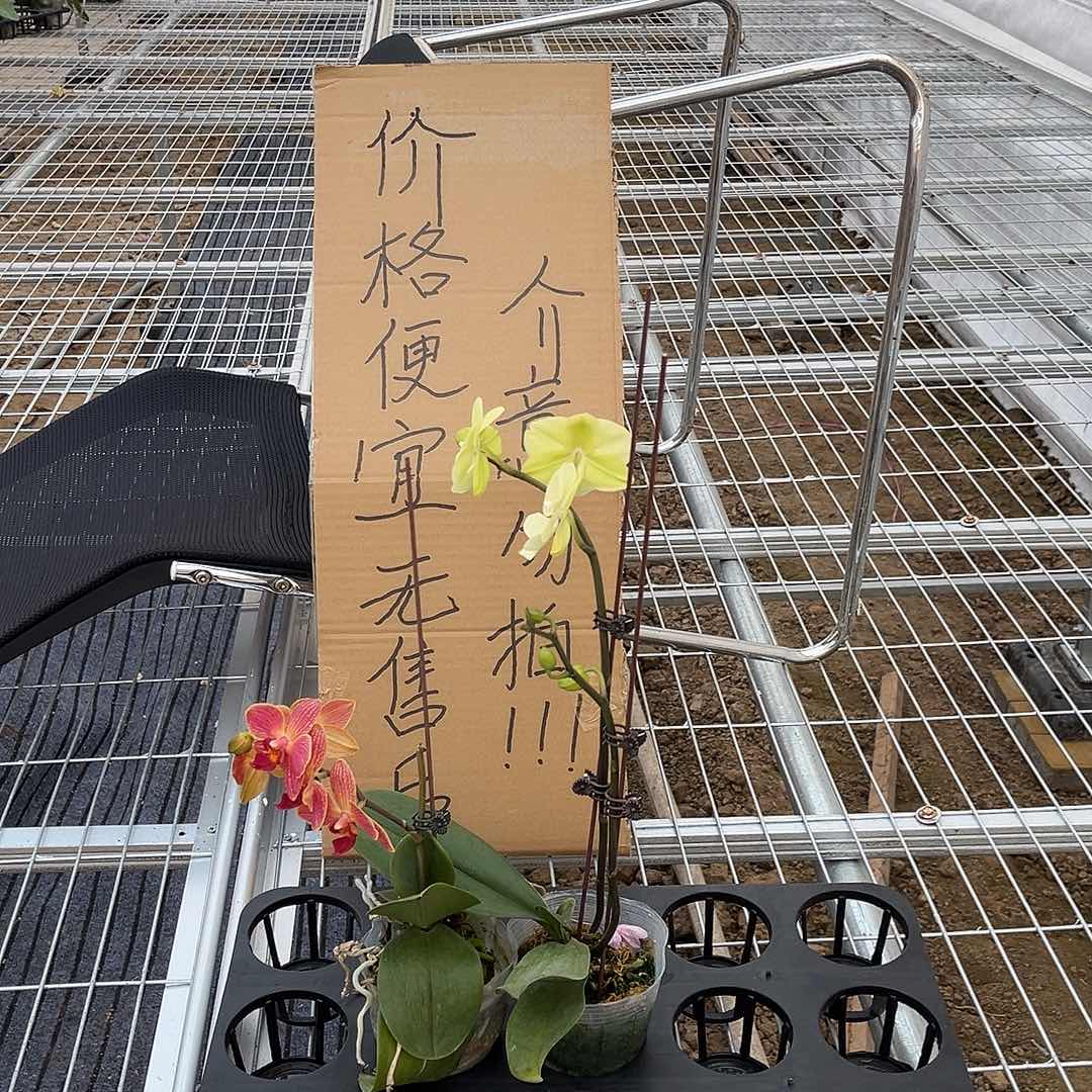 方***玉完全开放蝴蝶兰2个 不售后