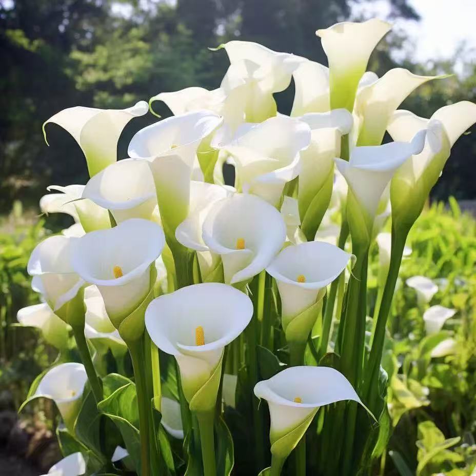 白色马蹄莲种球四季开花可阳台盆栽多年生球根花卉