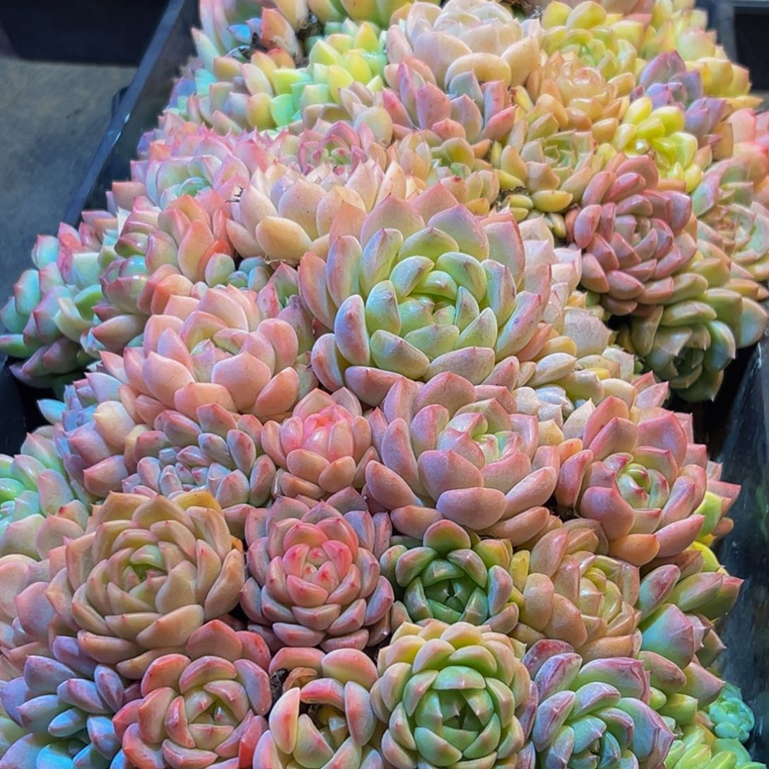 用***9082多肉葡萄的价格是什么样