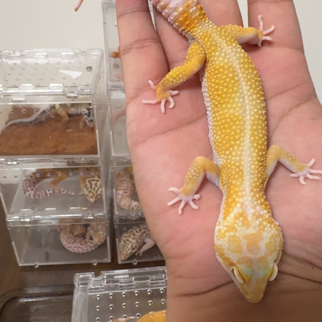 豹纹守宫111111111 