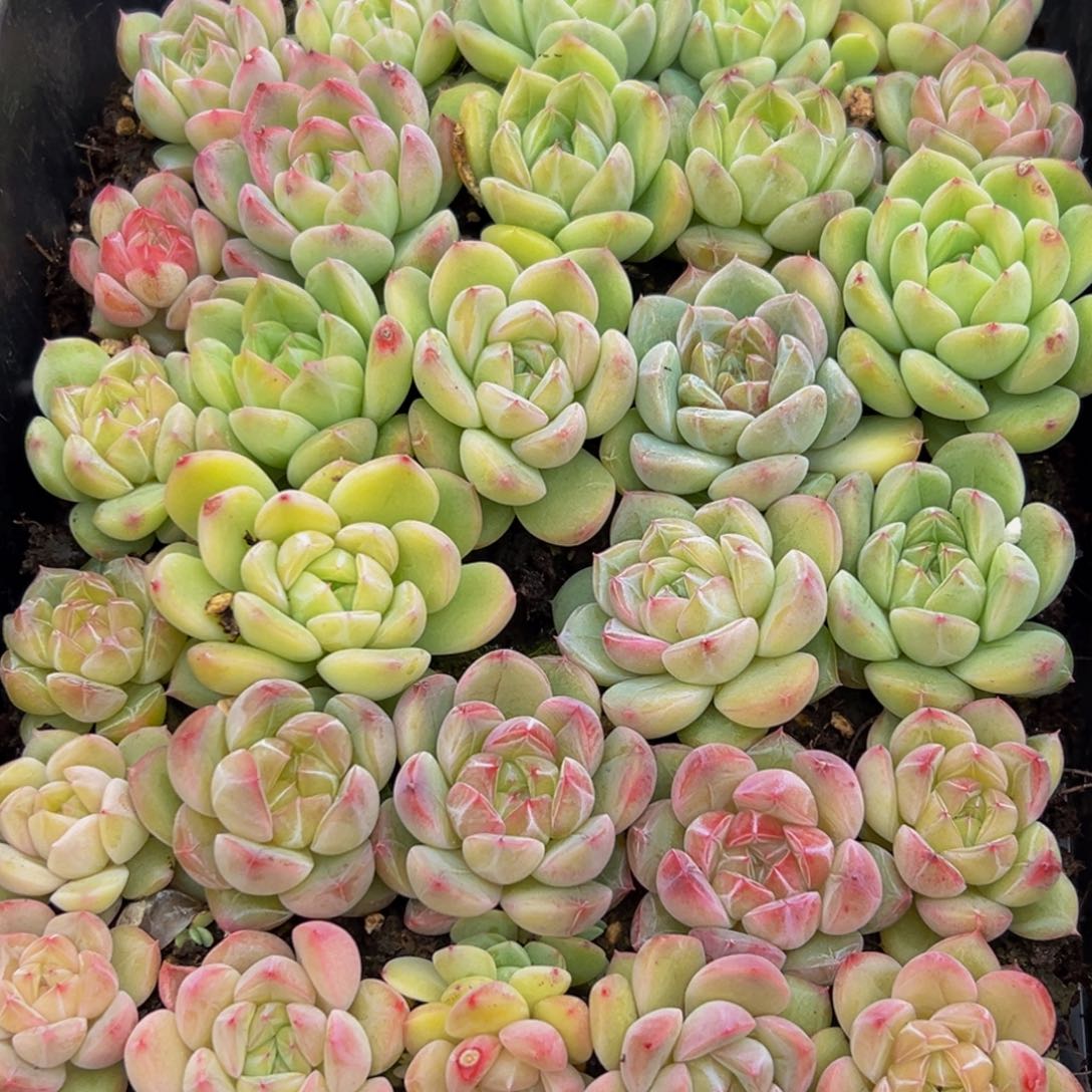 927多肉葡萄的味道是真的很