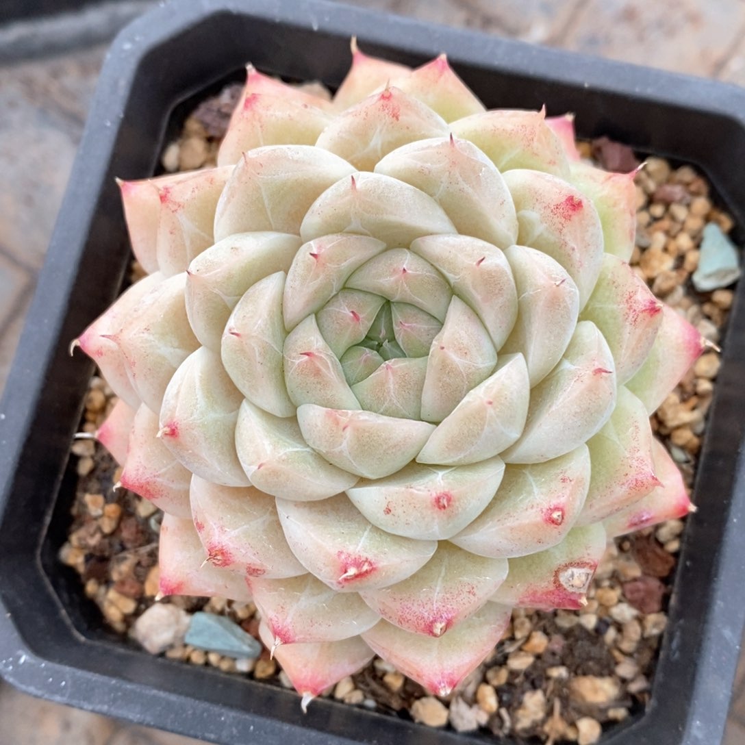 精品多肉一物一拍130