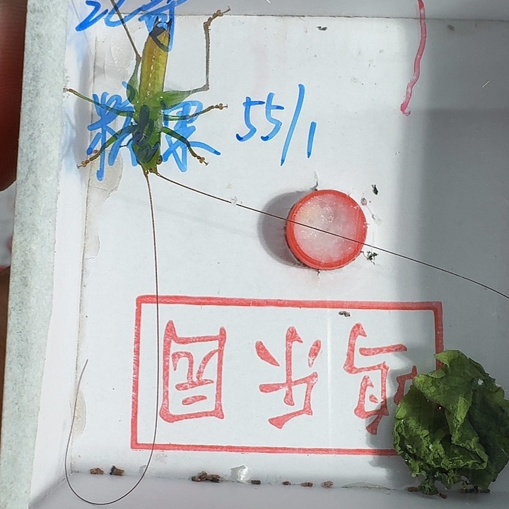 江***～蟋蟀111111111111111111