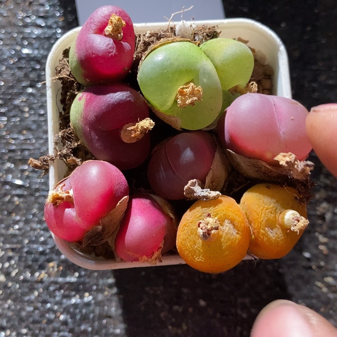 25398。   一组。 一组。双头。 