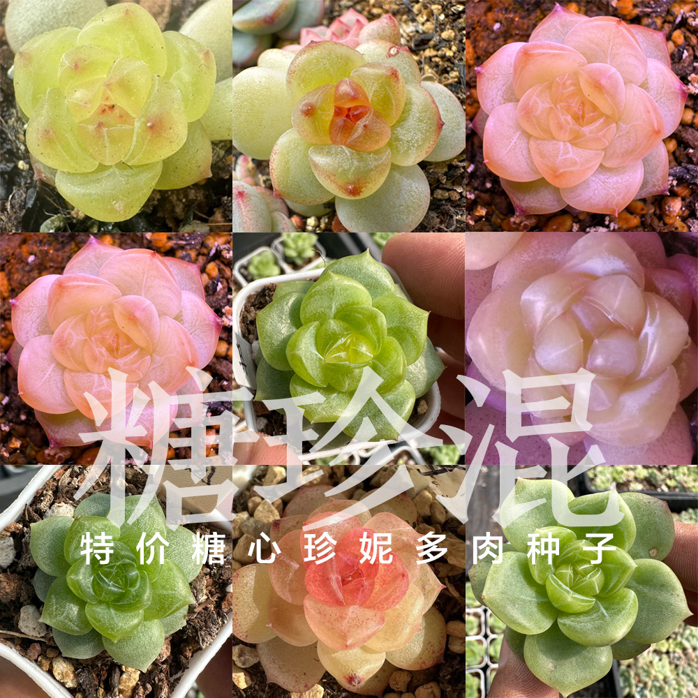 光环园艺多肉种子糖心珍妮宽叶混合链接