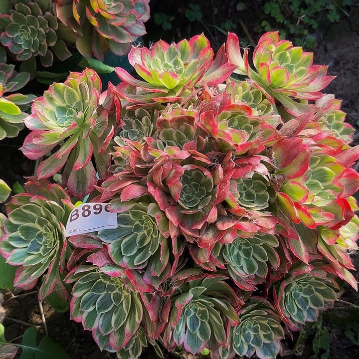 水蜜桃8-43-896偏远不包邮