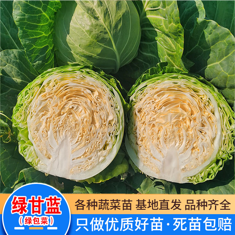 爆款绿甘蓝苗紫甘蓝苗有机花菜松花菜西蓝花蔬菜秧苗抗寒易活包赔