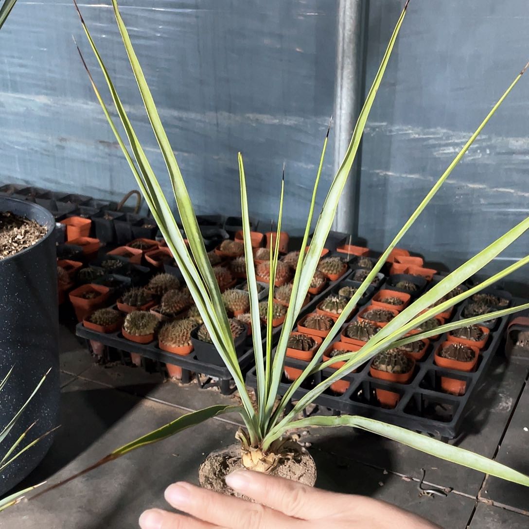 66666666666666666666