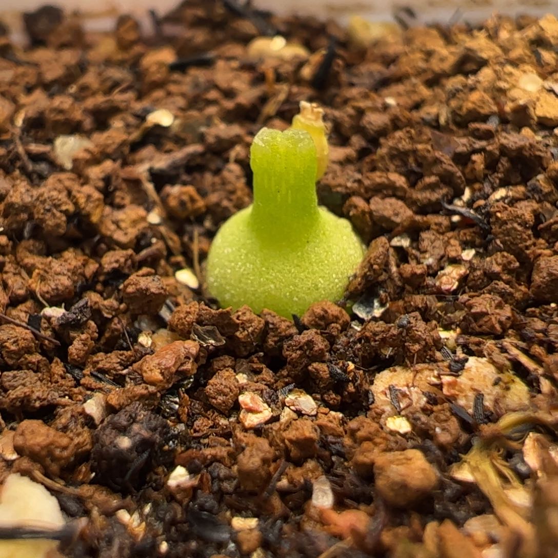 863多肉植物组合