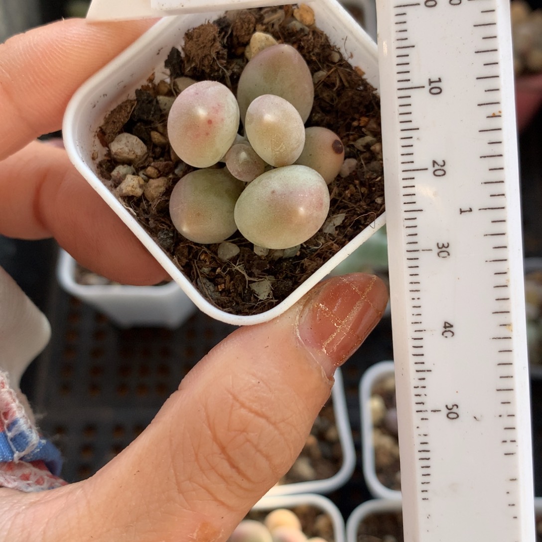 黄甜果奶酪多肉哦