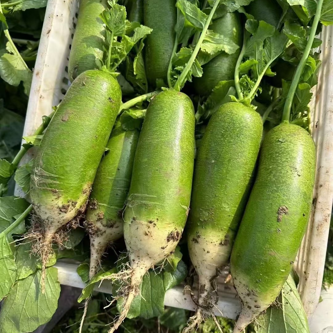 脆甜水果萝卜（一个）qq