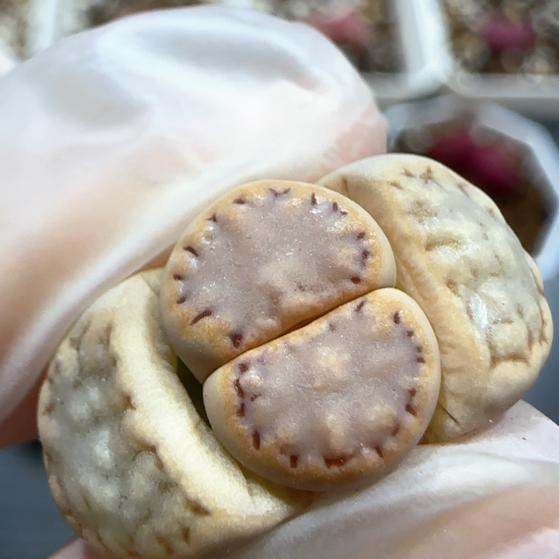 2.23。糖霜饼干。5017