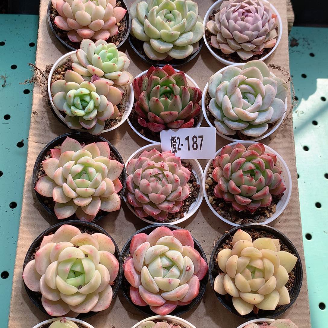 2-187一物一拍带盆18颗