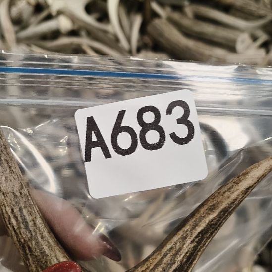 义***鹿角鹿角鹿角鹿角鹿角