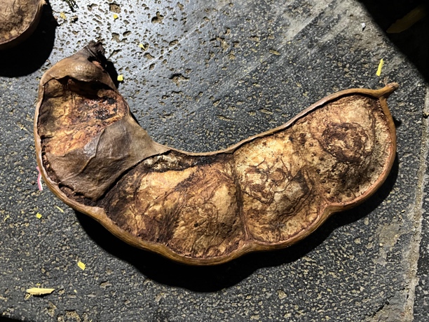 云南高山 过江龙平安豆 藤类植物。