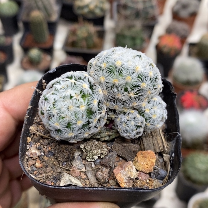 杜威丸群特价福利