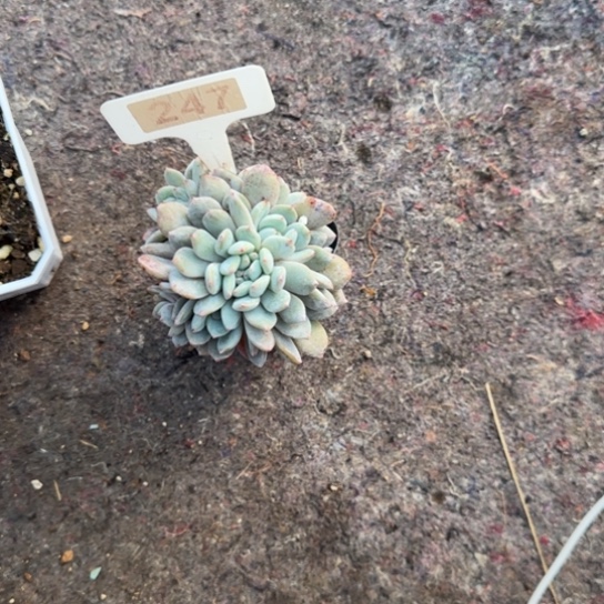 阳***烈247橙梦露朵朵多肉植物