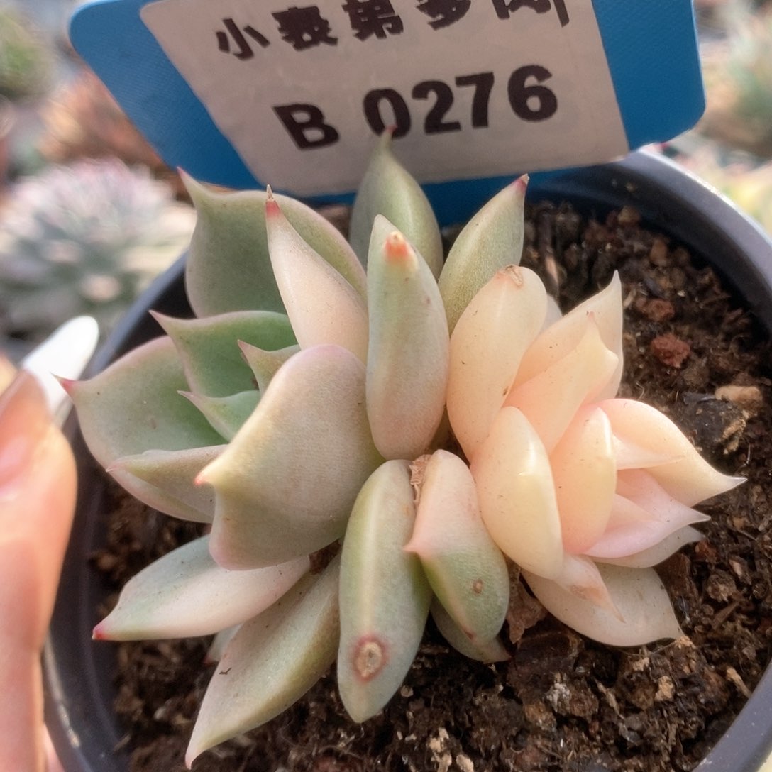 276贝加尔湖锦锦锦锦锦