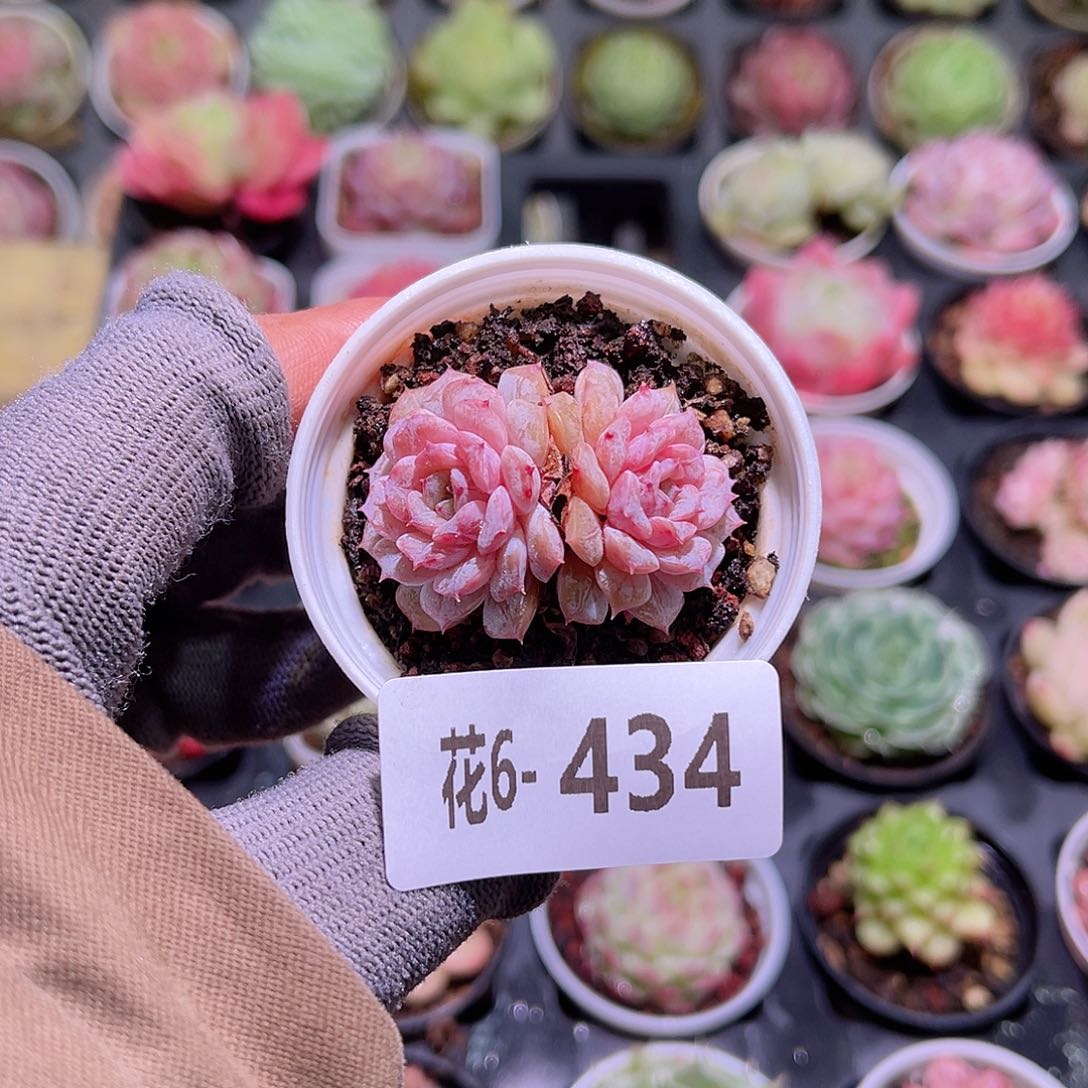 花06-434新品双头