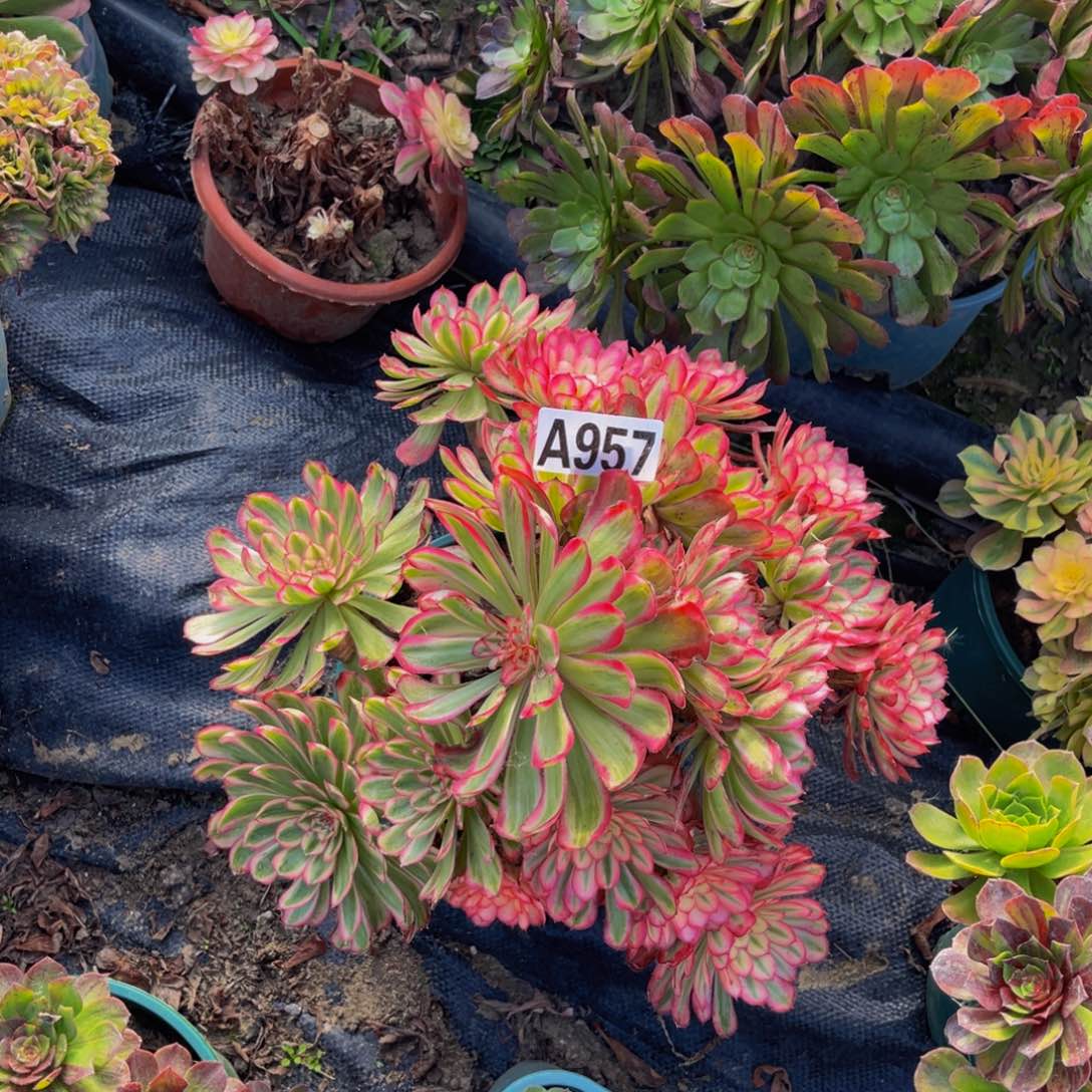 白月光法师朵朵1-12