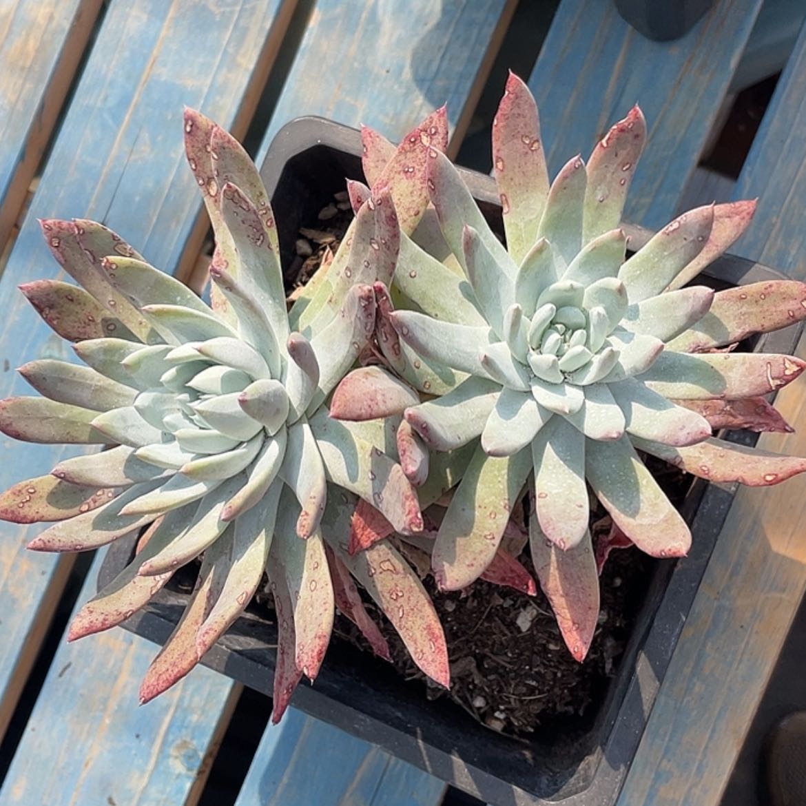 【闪购商品】阿金尼老庄