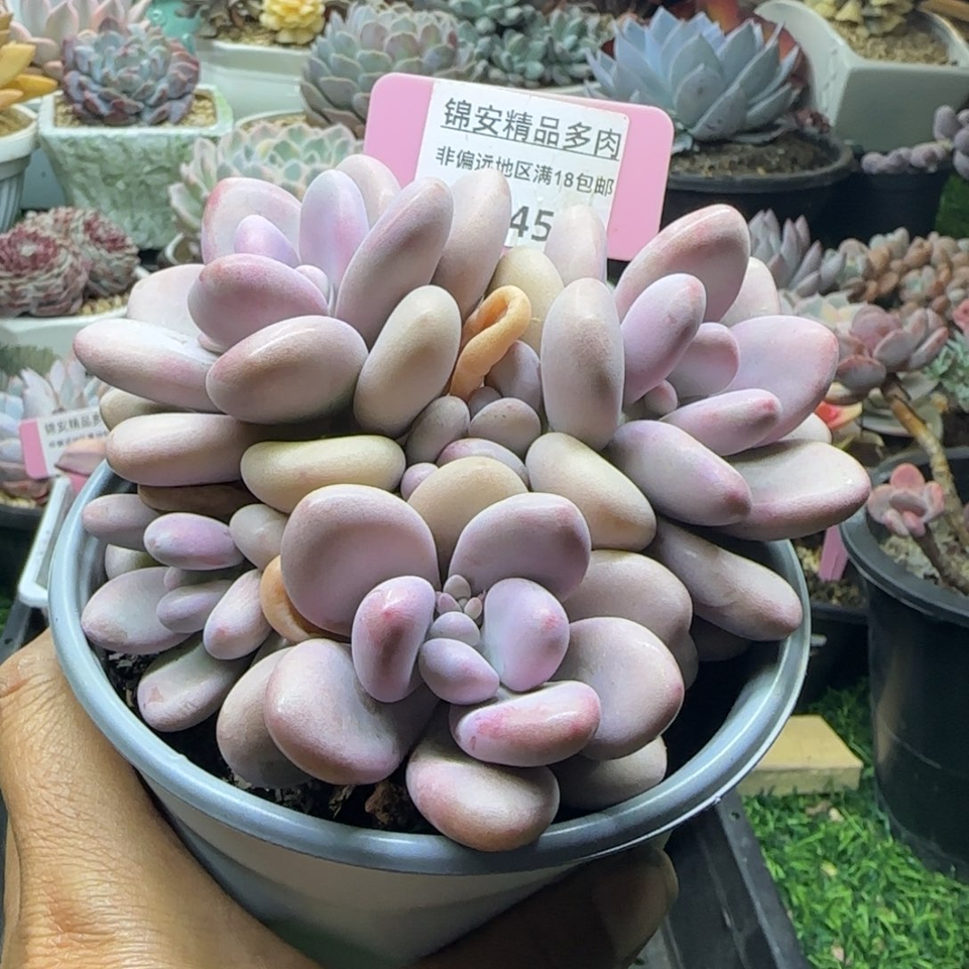 锦安精品多肉植物245