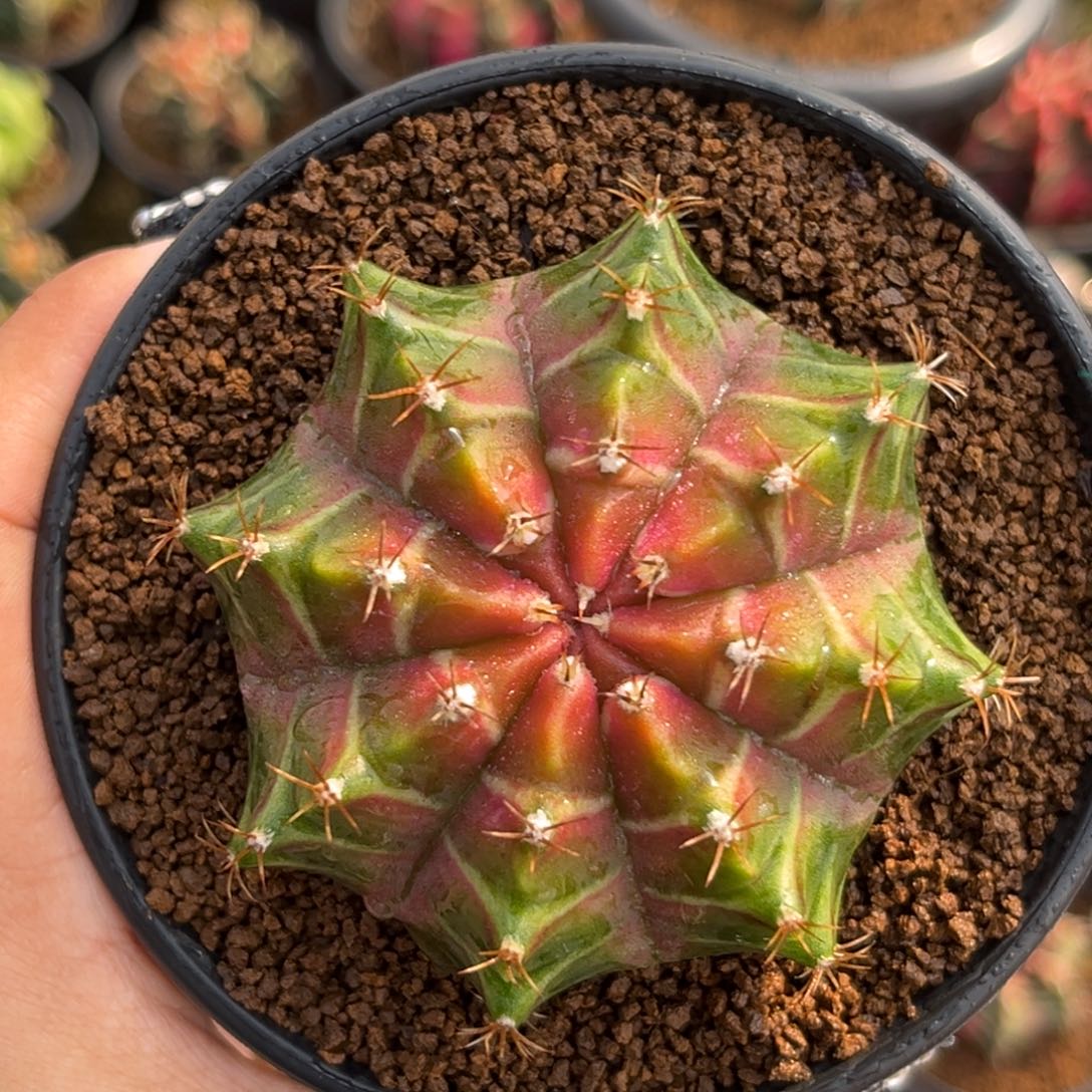 泰系大轮回 带盆土6.5cm