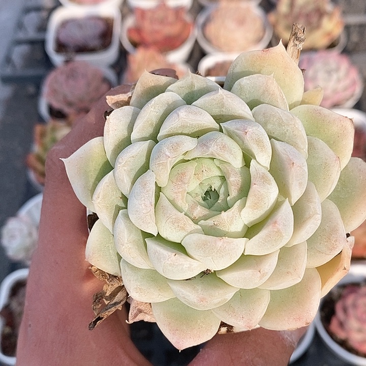 多肉植物一物一拍0218