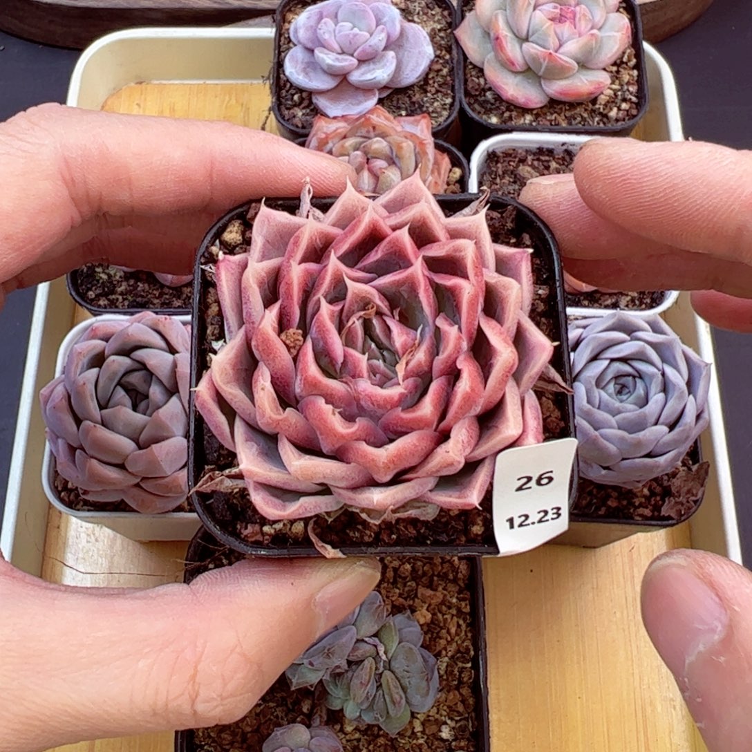 好好看26、哈哈哈哈