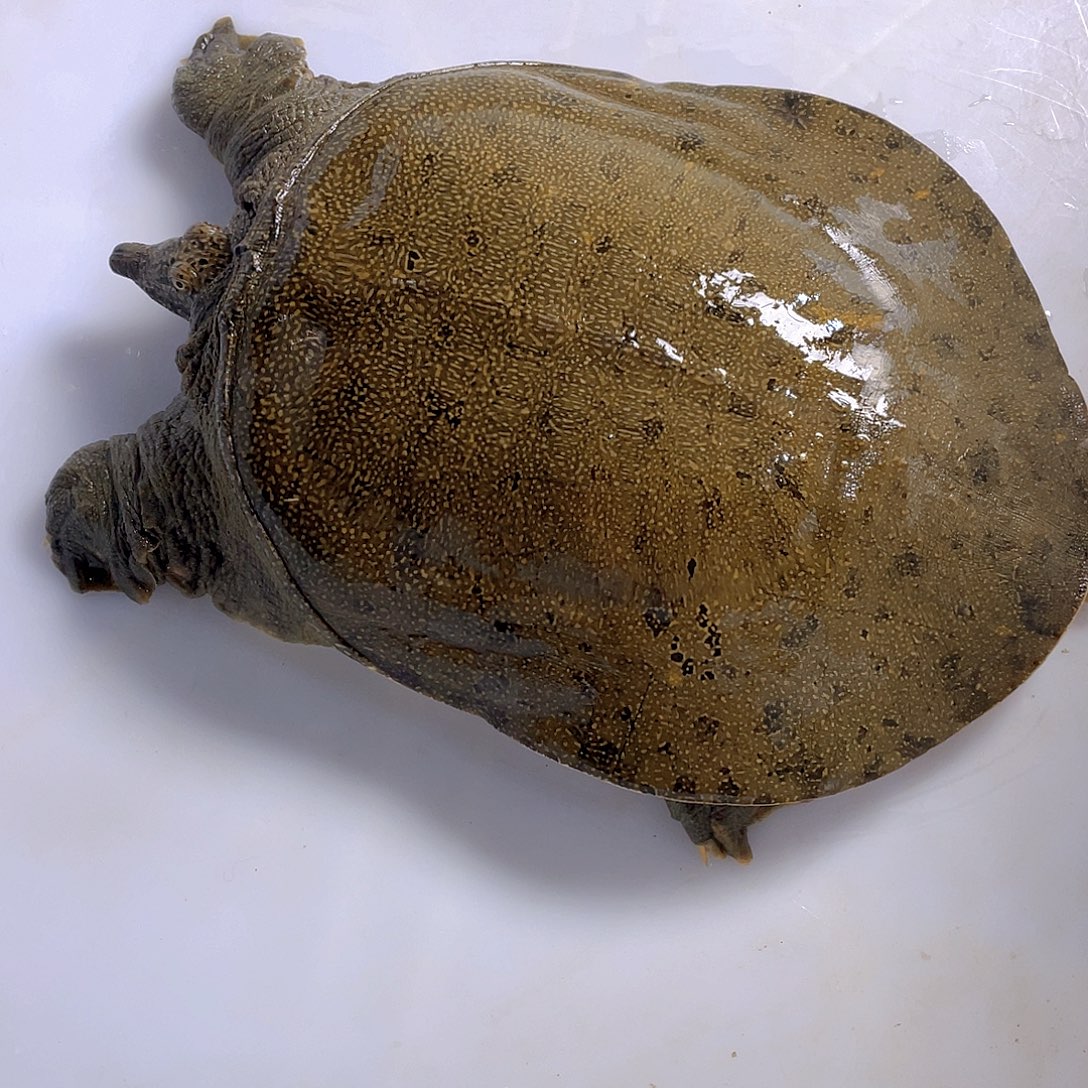 中国大陆12345678