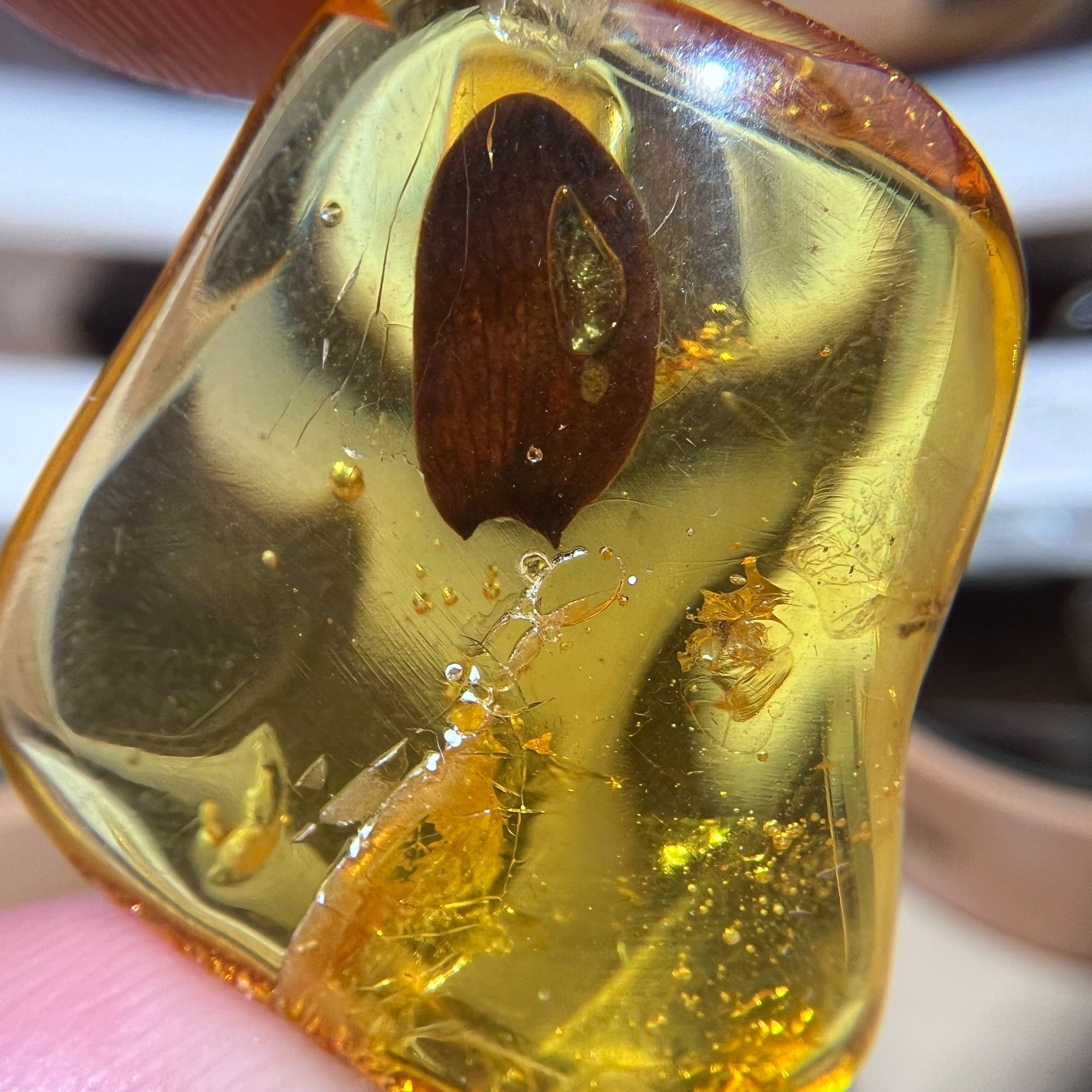 天然琥珀植物意境珀完整树叶苹果叶藏收级别琥珀