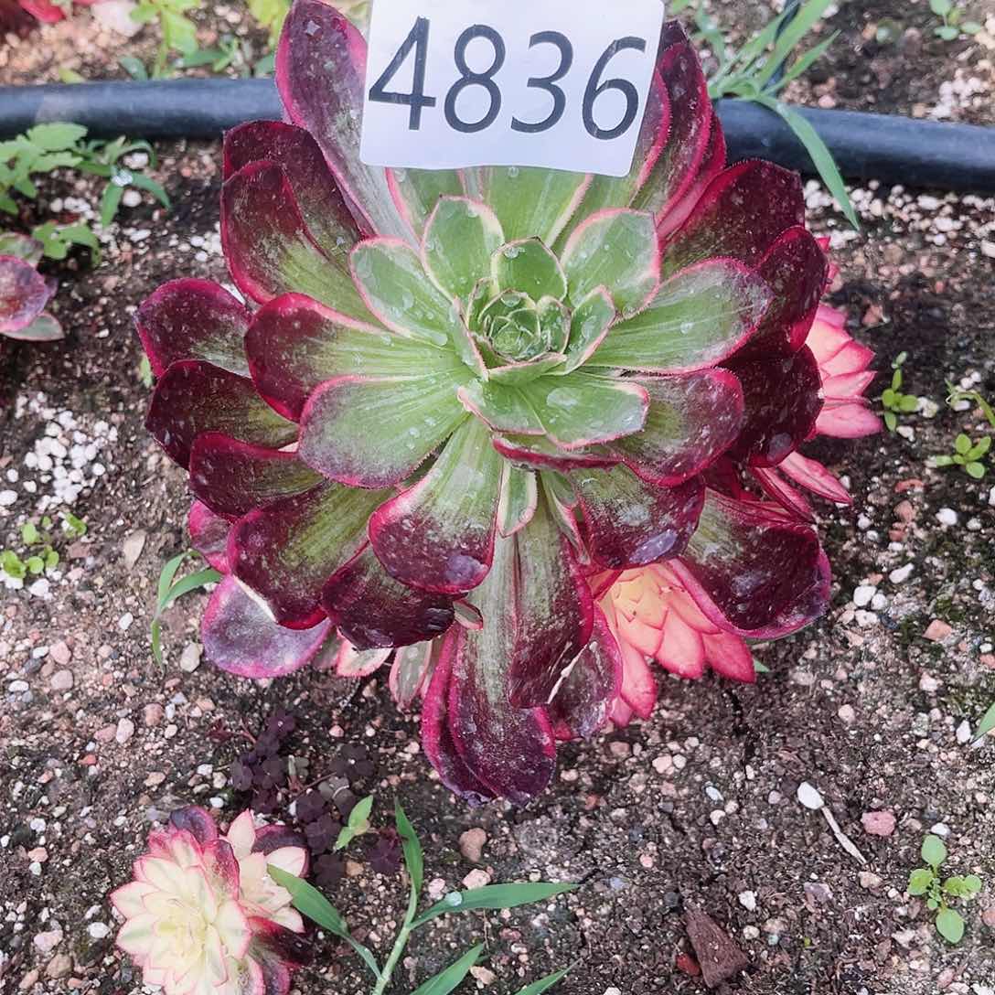 4836黑魔锦多肉植物