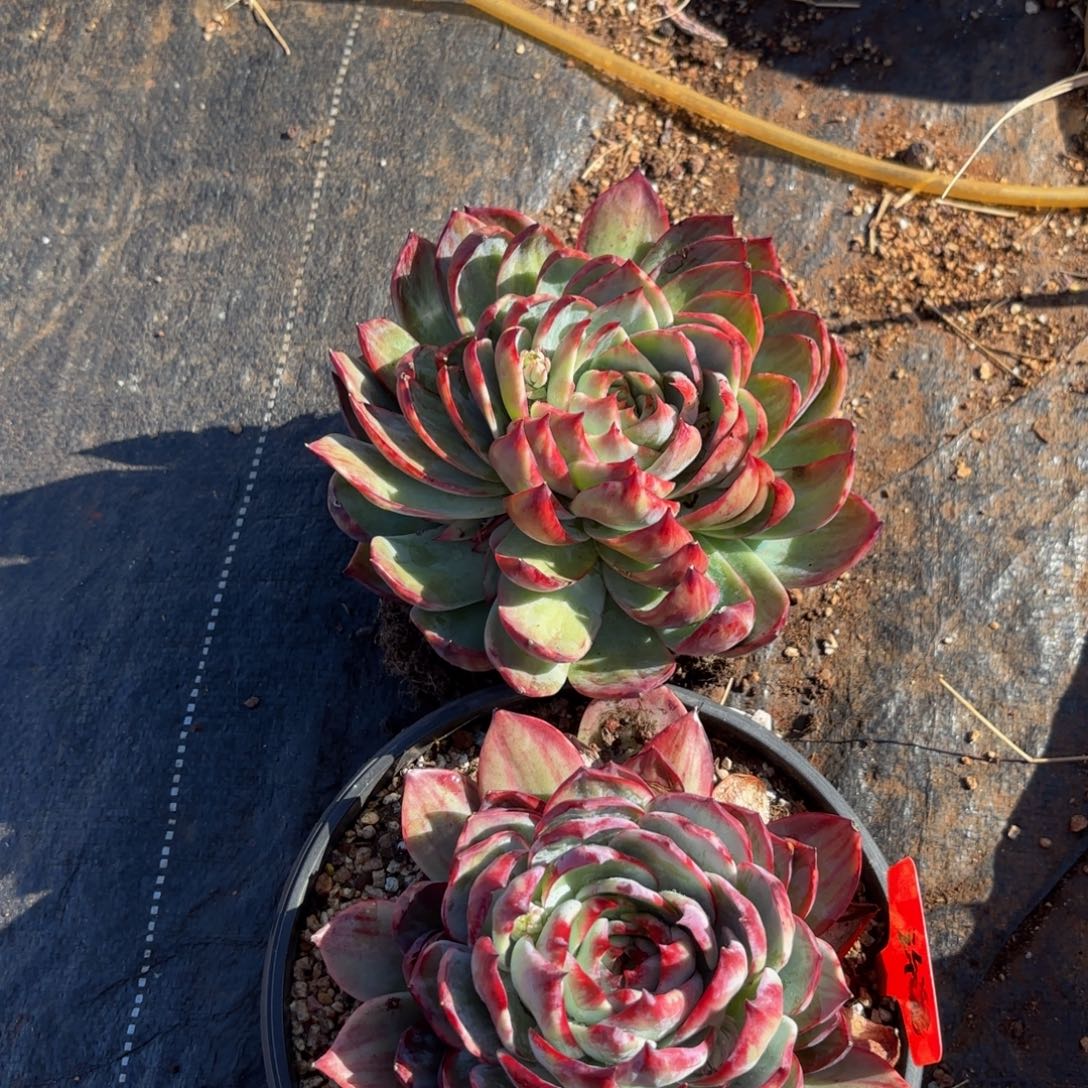 浒***诺哈哈哈哈哈哈宝贝好宝贝宝贝宝贝宝贝呢