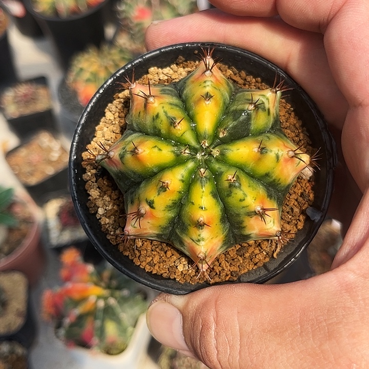 泰系米哈微瑕特价07