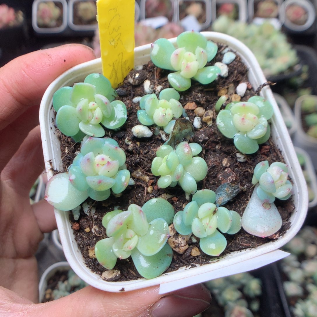 无花朵Q164。蜜糖tx。 yyyyy