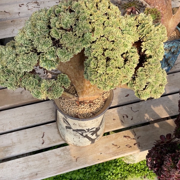 法师老桩缀化绿豆沙