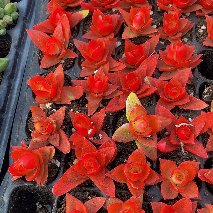 小火鸡1元带土发货