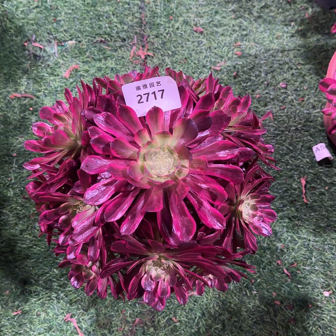 多肉植物紫浪2717