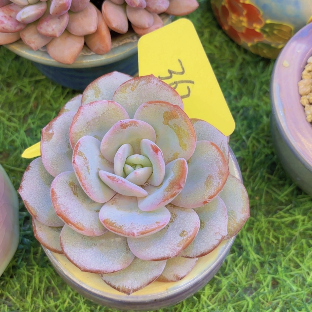 颖****云南金致家精品多肉