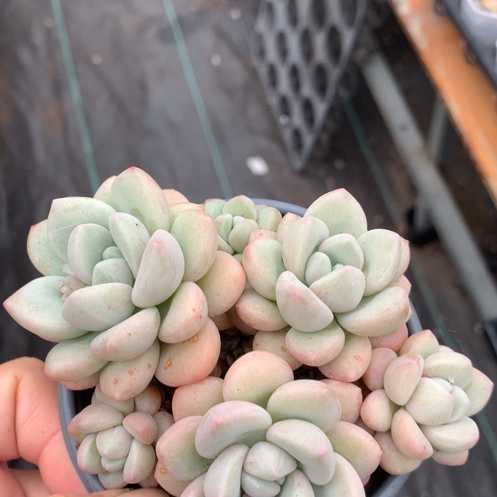 泡泡糖多肉植物的