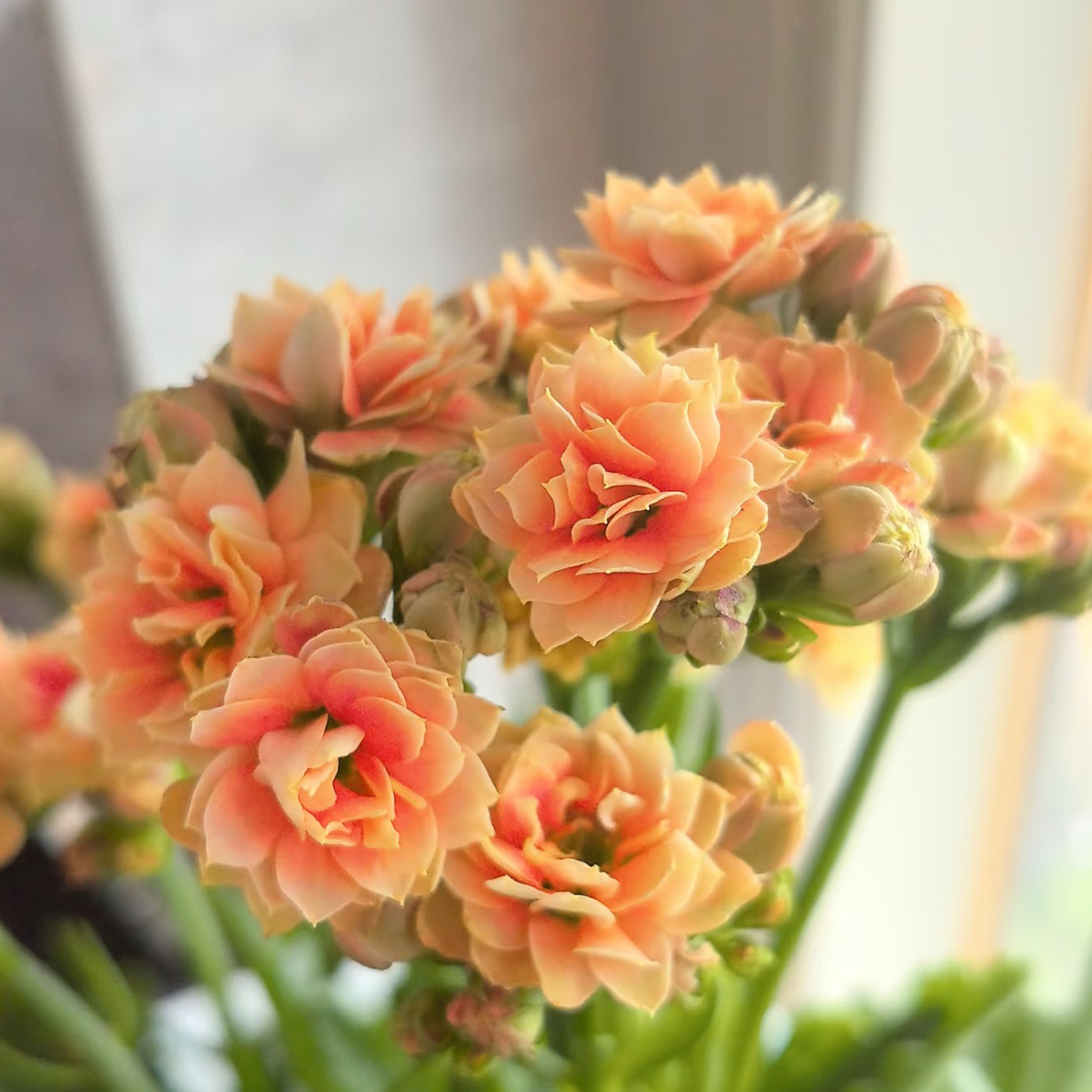 【太妃糖】重瓣大花稀有长寿花