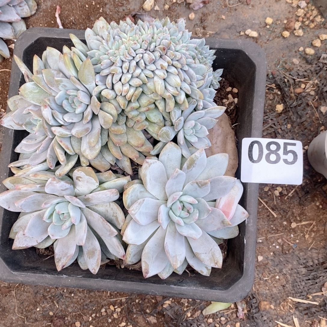 木***）85 石榴籽星影呀呀