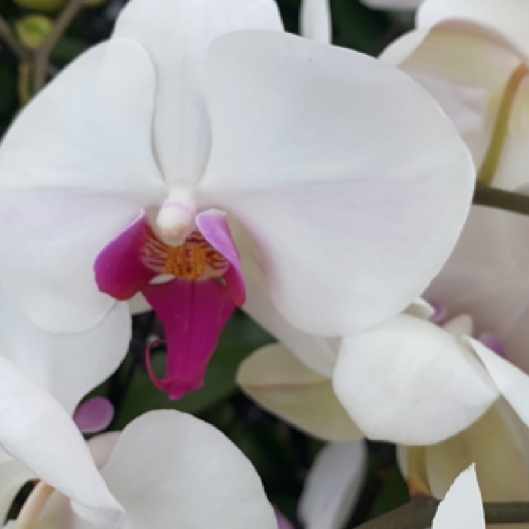 【白花红芯】蝴蝶兰基地直发