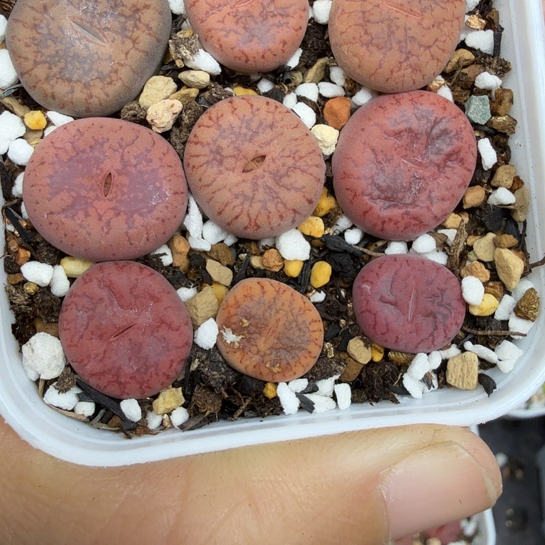 哈哈笑了啊你真的有种魔力159好
